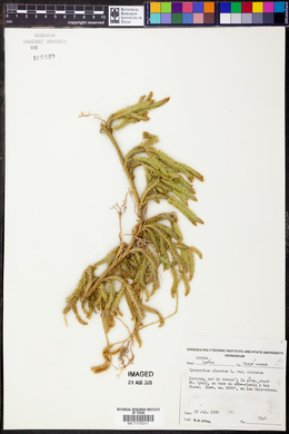 Lycopodium clavatum var. clavatum image