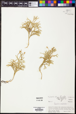 Diphasiastrum complanatum image