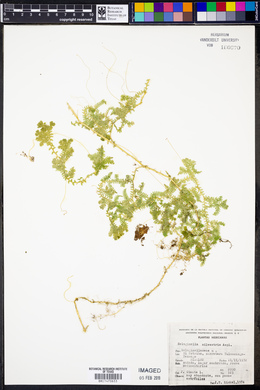 Selaginella silvestris image