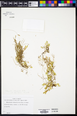 Selaginella stenophylla image