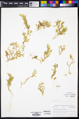 Selaginella stenophylla image