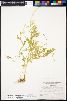 Selaginella sertata image