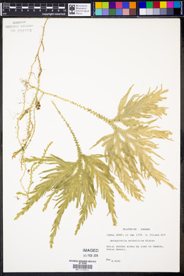 Selaginella arthritica image