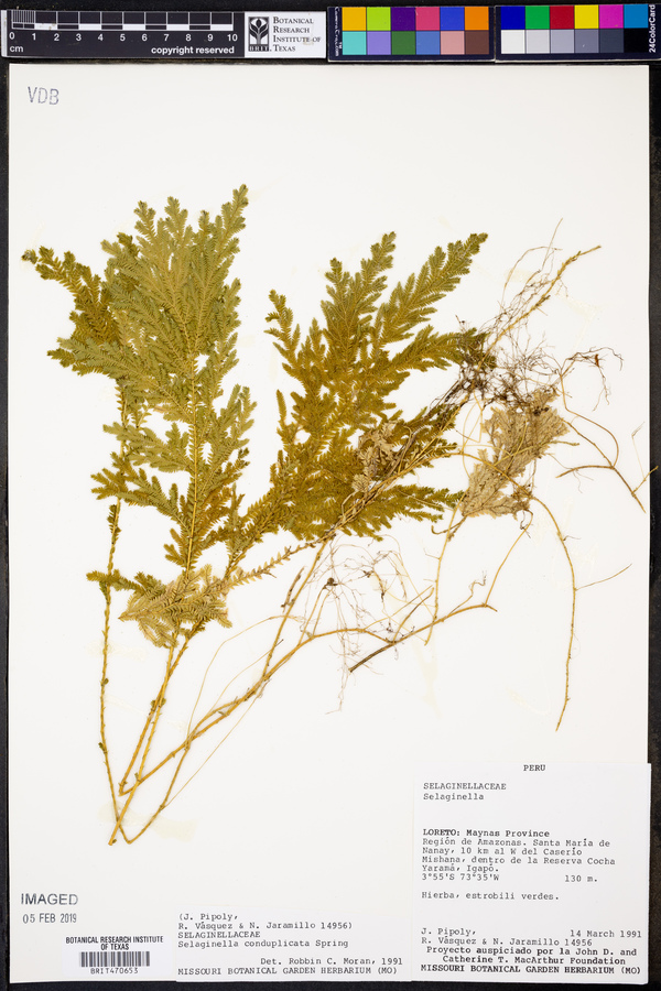 Selaginella conduplicata image