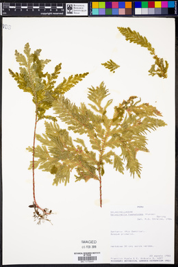 Selaginella haematodes image