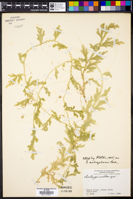 Selaginella schizobasis image