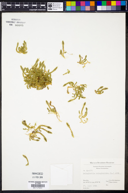 Selaginella selaginoides image