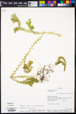 Selaginella sericea image