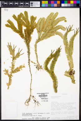 Selaginella speciosa image