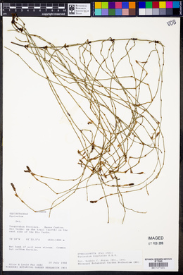 Equisetum bogotense image