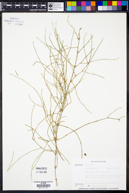 Equisetum bogotense image