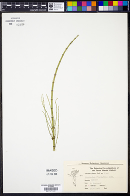 Equisetum fluviatile image