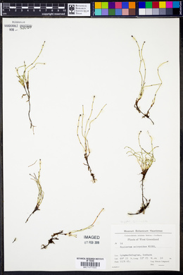 Equisetum scirpoides image