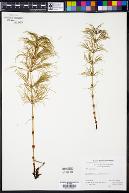 Equisetum sylvaticum image