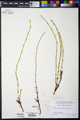 Equisetum variegatum image