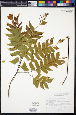 Adiantum trapeziforme image