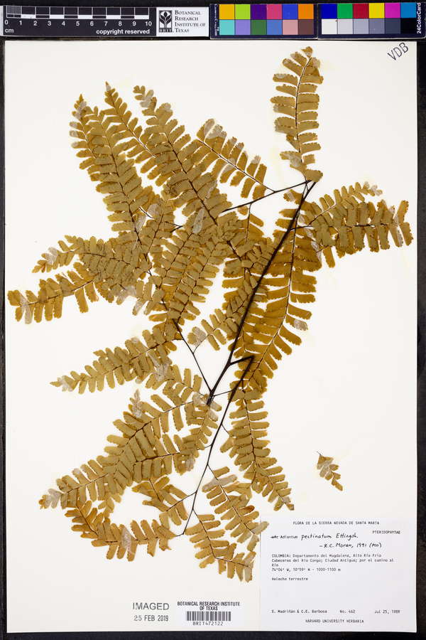 Adiantum pectinatum image