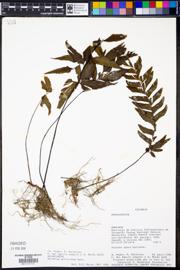 Adiantum petiolatum image