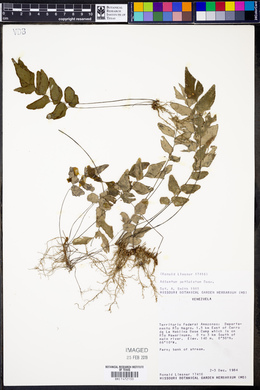 Adiantum petiolatum image