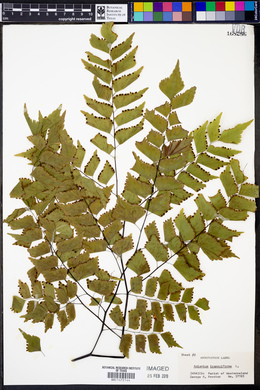 Adiantum trapeziforme image