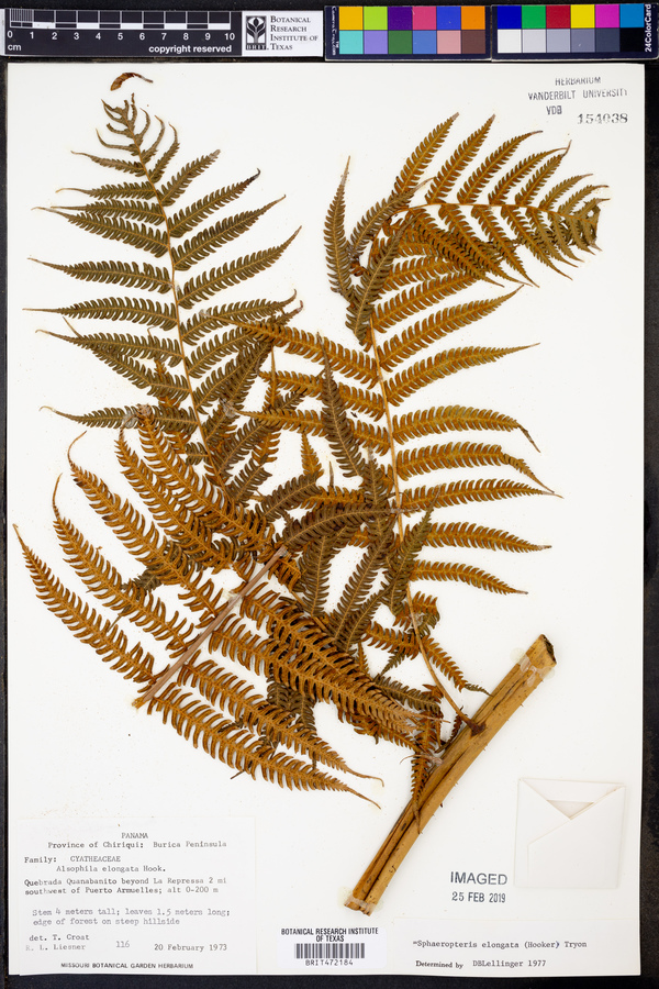 Cyathea poeppigii image