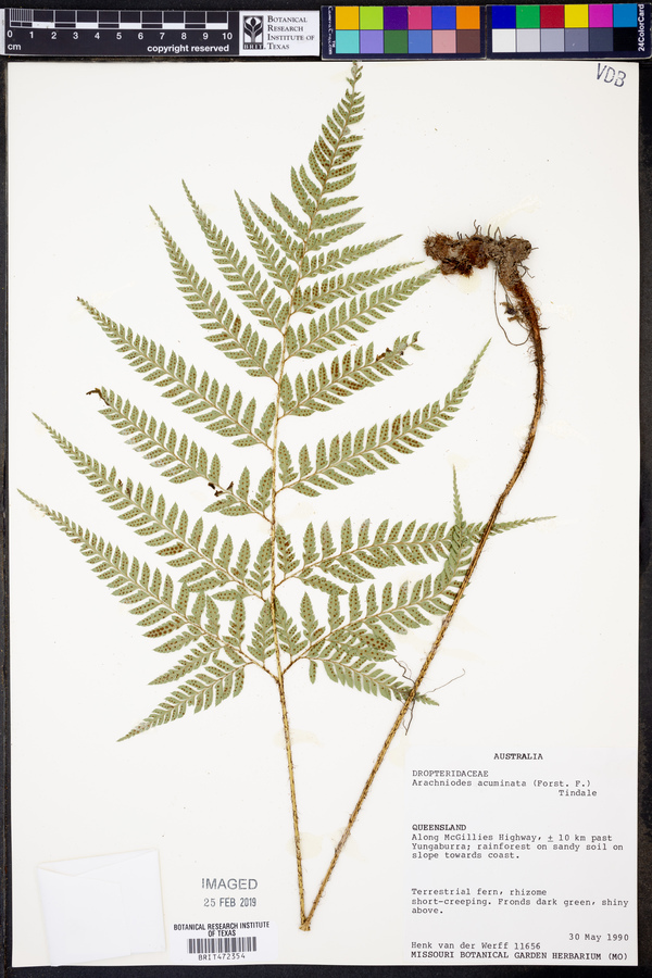 Arachniodes acuminata image