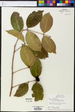Eugenia marowynensis image