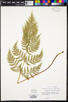 Dryopteris patula image