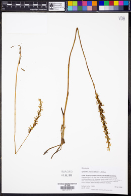 Spiranthes praecox image