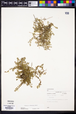 Euphorbia deltoidea subsp. adhaerens image