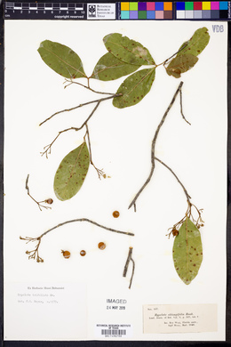 Hypelate trifoliata image