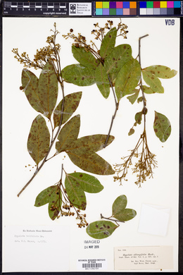 Hypelate trifoliata image