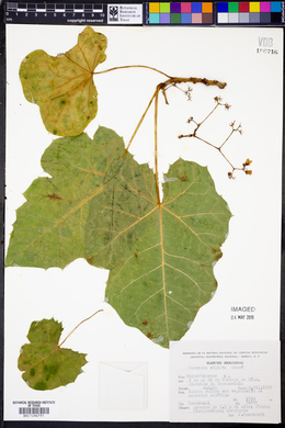 Jatropha ciliata image