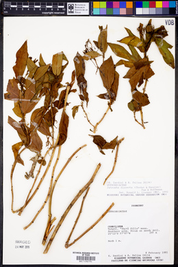 Jatropha dissecta image