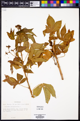 Jatropha gossypiifolia image