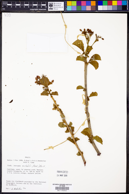 Jatropha mutabilis image