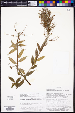 Mabea angustifolia image