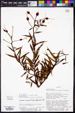 Mabea angustifolia image