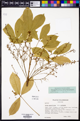 Hevea pauciflora image