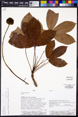 Hevea pauciflora image