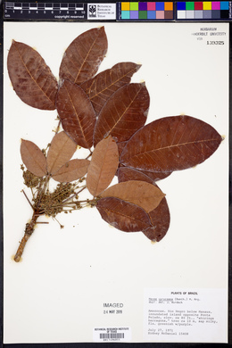 Hevea spruceana image