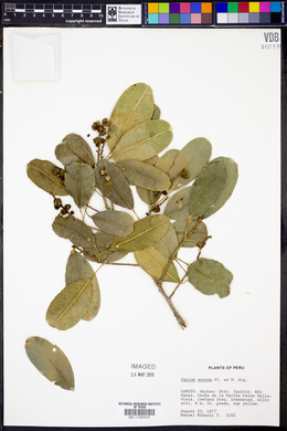 Sapium glandulosum image