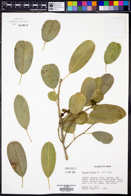 Sapium glandulosum image