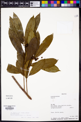 Sapium glandulosum image