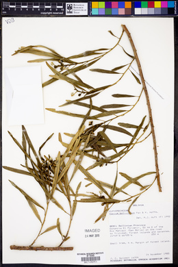 Sapium haematospermum image