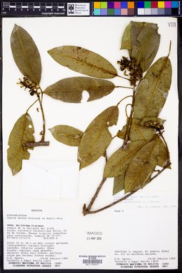 Sapium glandulosum image