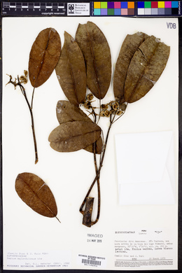 Sapium laurifolium image