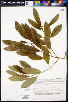 Sapium glandulosum image