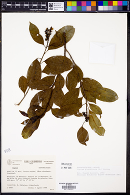 Sapium glandulosum image