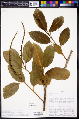 Sapium glandulosum image